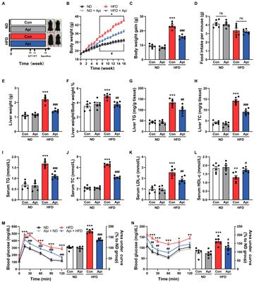 Apigenin Alleviates Obesity-Associated Metabolic Syndrome by Regulating the Composition of the Gut Microbiome